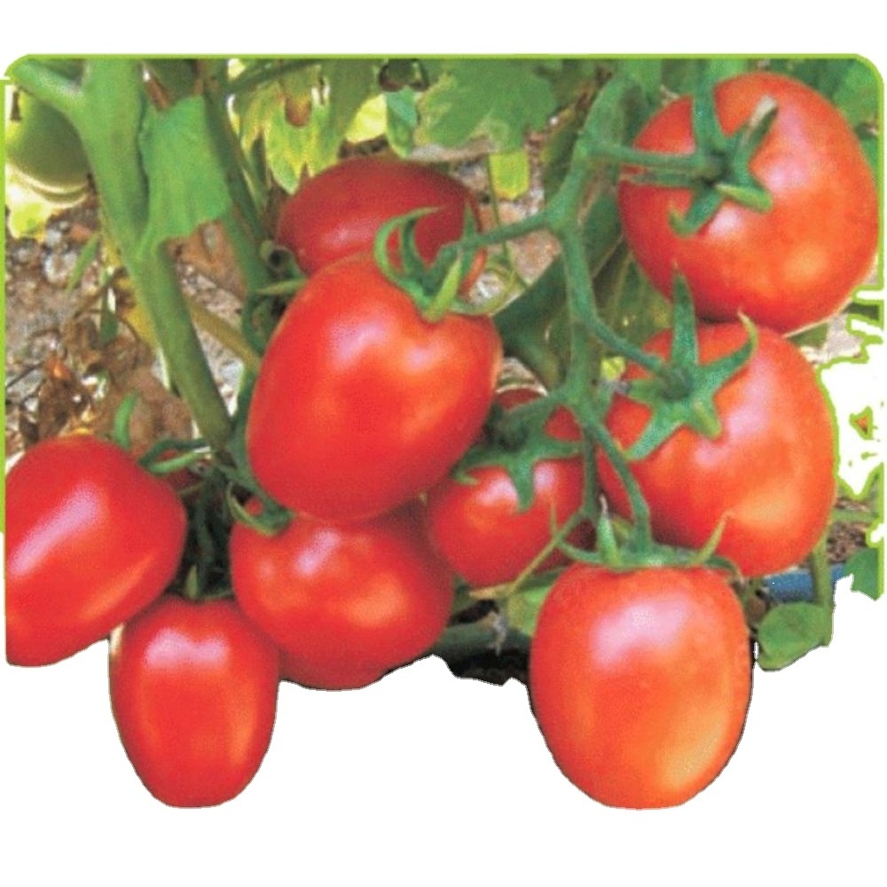 Indian Tomato Roma VF   OP Red Tomato for export available at good discounted Price