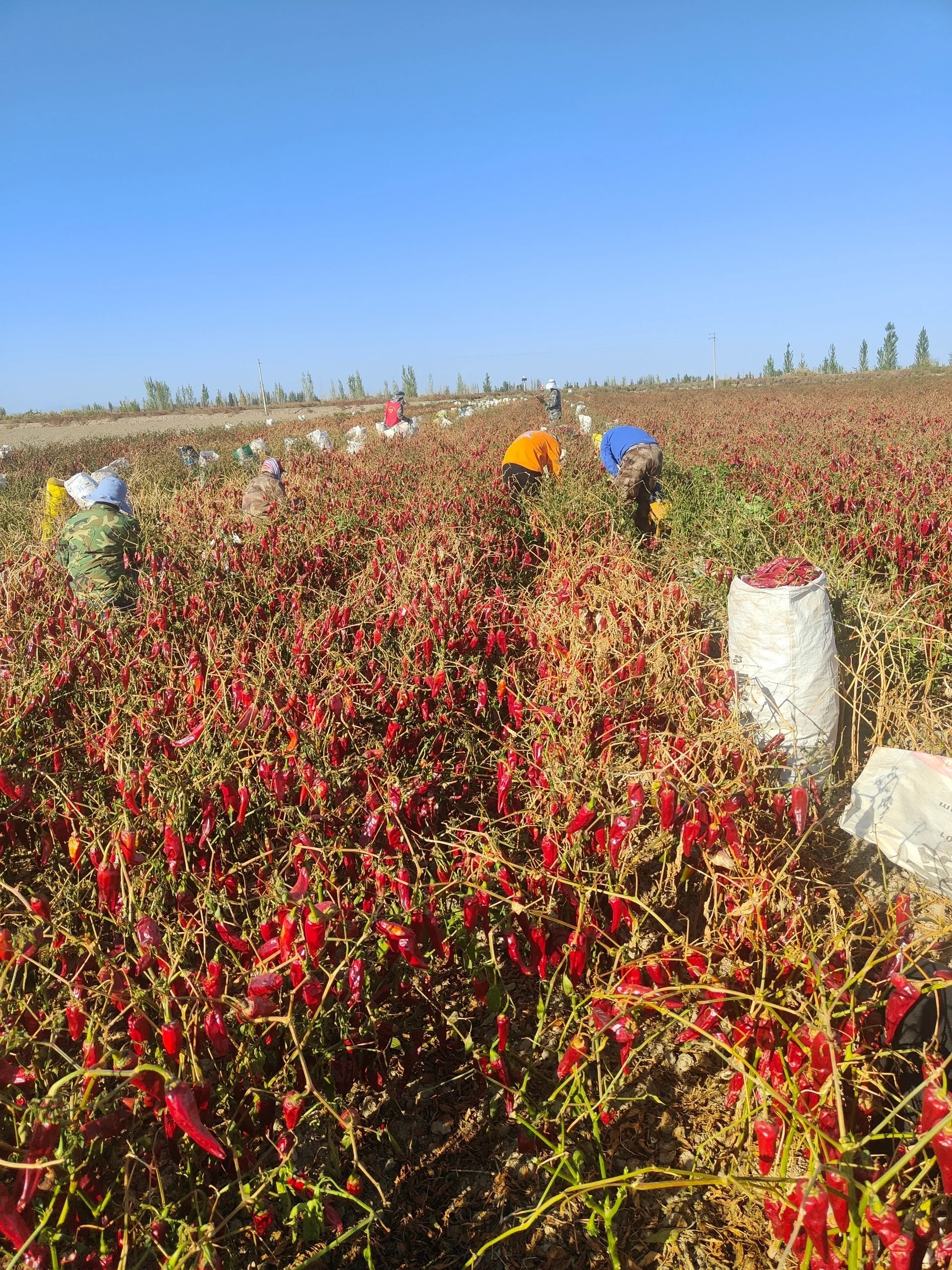 Red Chili Dried Top Selling Cheap Price Natural Flavor Dry Chili From Chinese Factory In Bulk