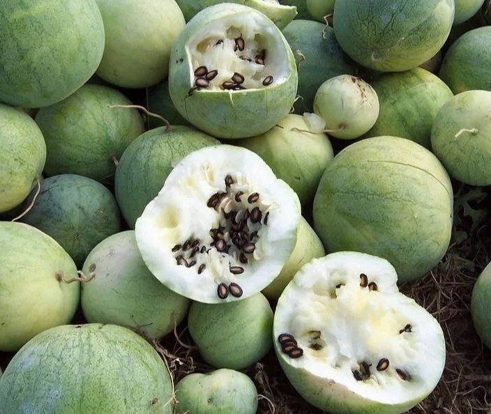 New Crop Professional Factory Natural Black Water Melon Seeds Snacks Giant Particle Watermelon Seed For Export