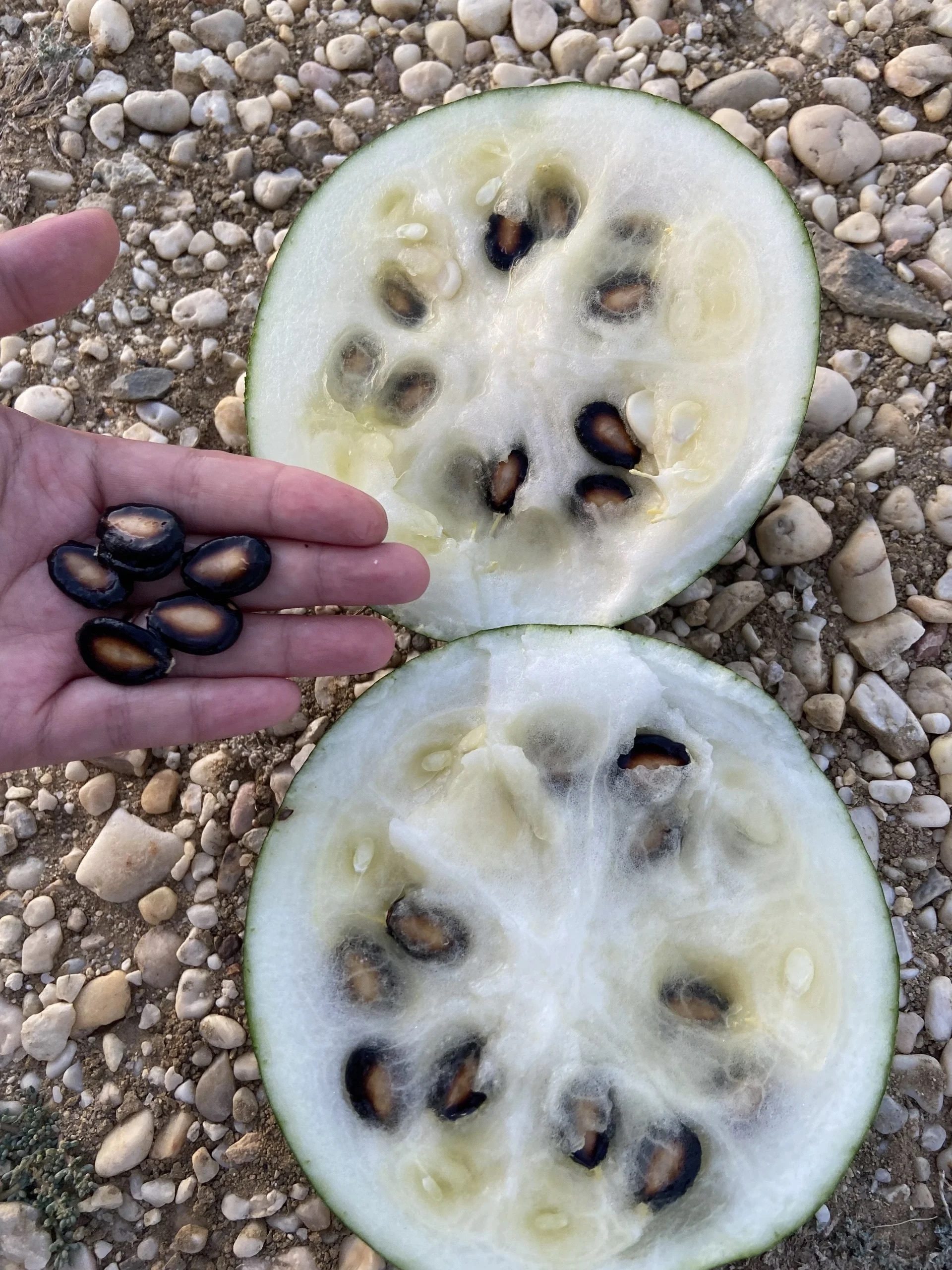 New Crop Professional Factory Natural Black Water Melon Seeds Snacks Giant Particle Watermelon Seed For Export