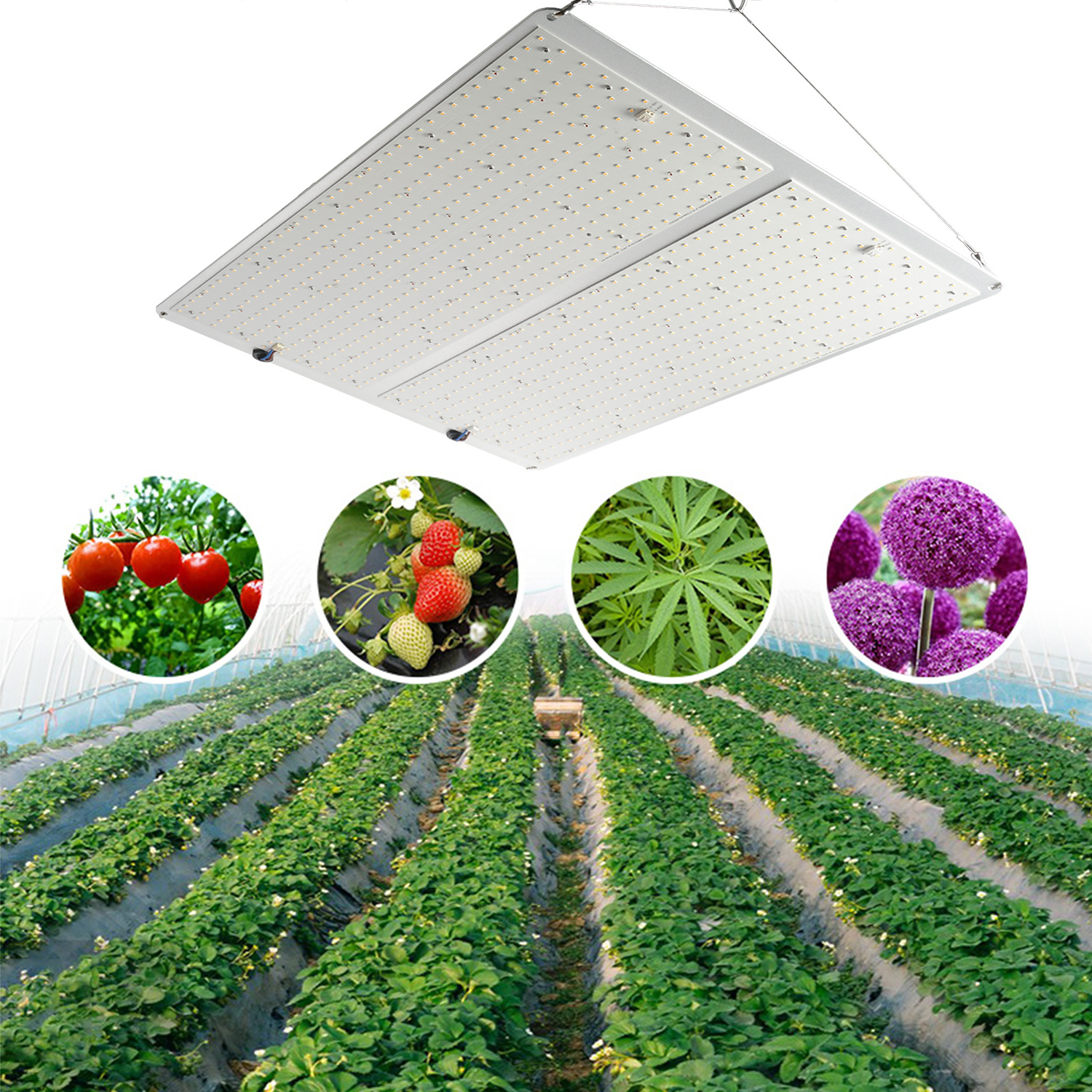 Customized Sun Boards Led Grow Light Panel lm301b  Full Spectrum Led Grow Light Supplier