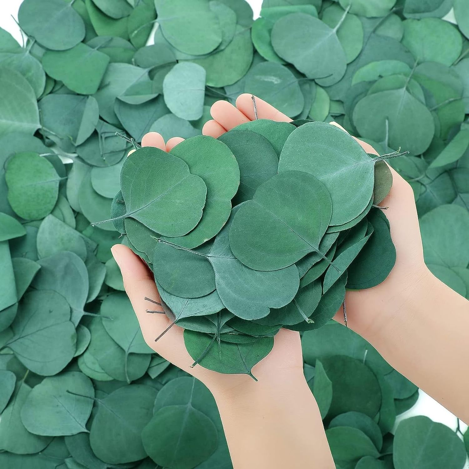 1kg 100% Natural Preserved Apple Leaf Plants Bulk  Real Eucalyptus Silver Dollar Green Leaves Flower for Wedding Party Confetti