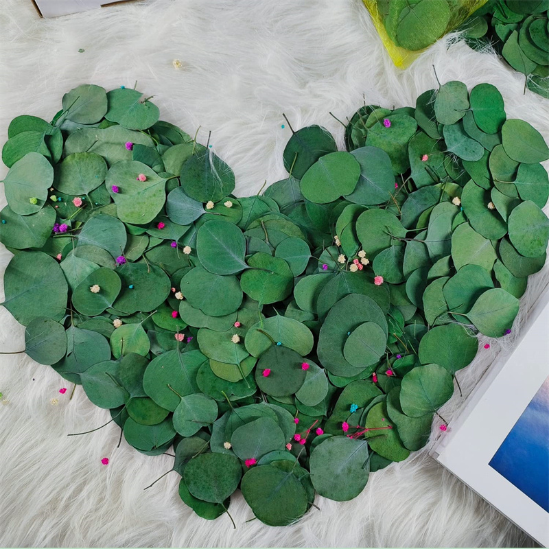 1kg 100% Natural Preserved Apple Leaf Plants Bulk  Real Eucalyptus Silver Dollar Green Leaves Flower for Wedding Party Confetti