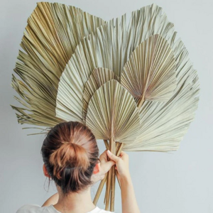 Wholesale Natural Boho Dried Palm Leaves Natural Large Small Dry Palm Flower Fan Leaf  Wedding Decor