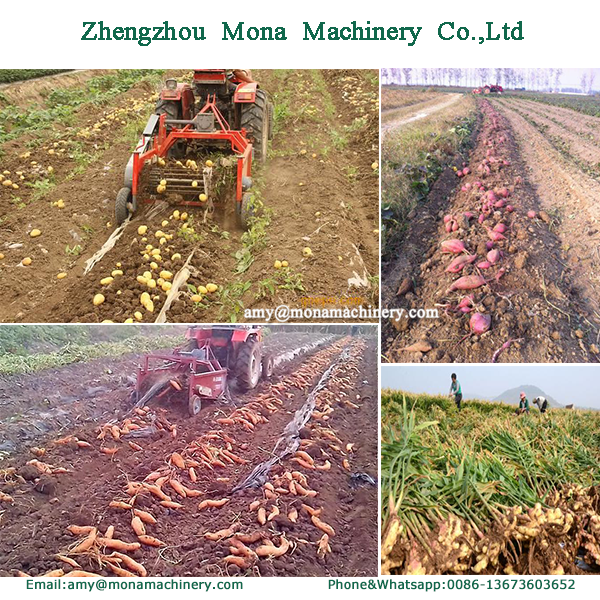 Farm Machinery 1 Row Potato Harvester Machine Onion Ginger Sweet Potato Harvester For Tractors