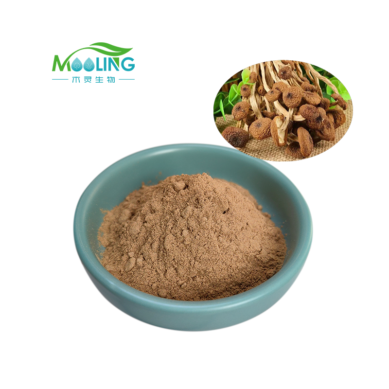 High Quality Agrocybe Chaxingu Extract powder Tea Tree Mushroom Extract