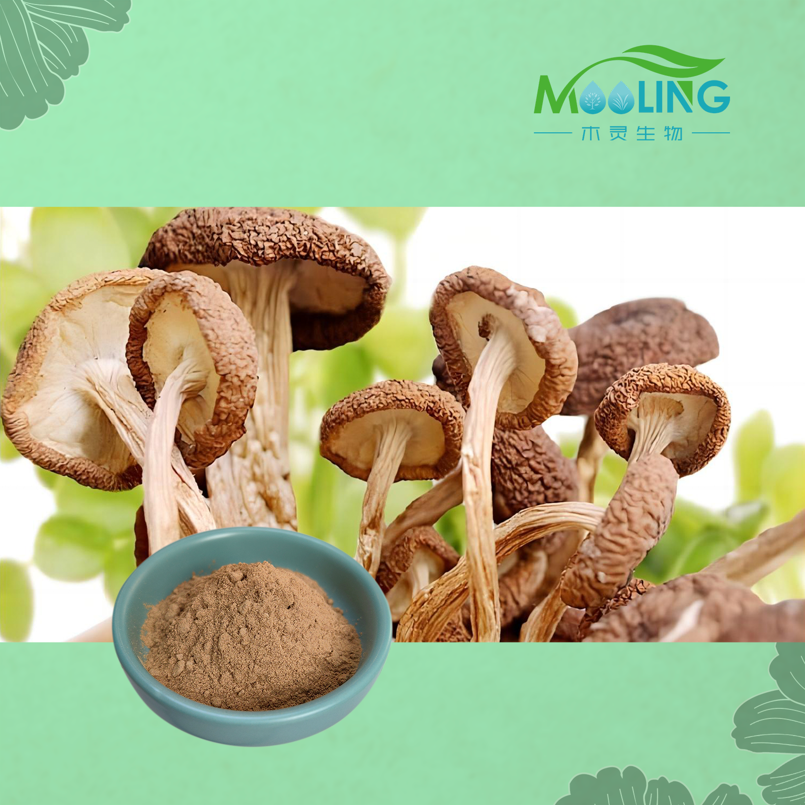 High Quality Agrocybe Chaxingu Extract powder Tea Tree Mushroom Extract