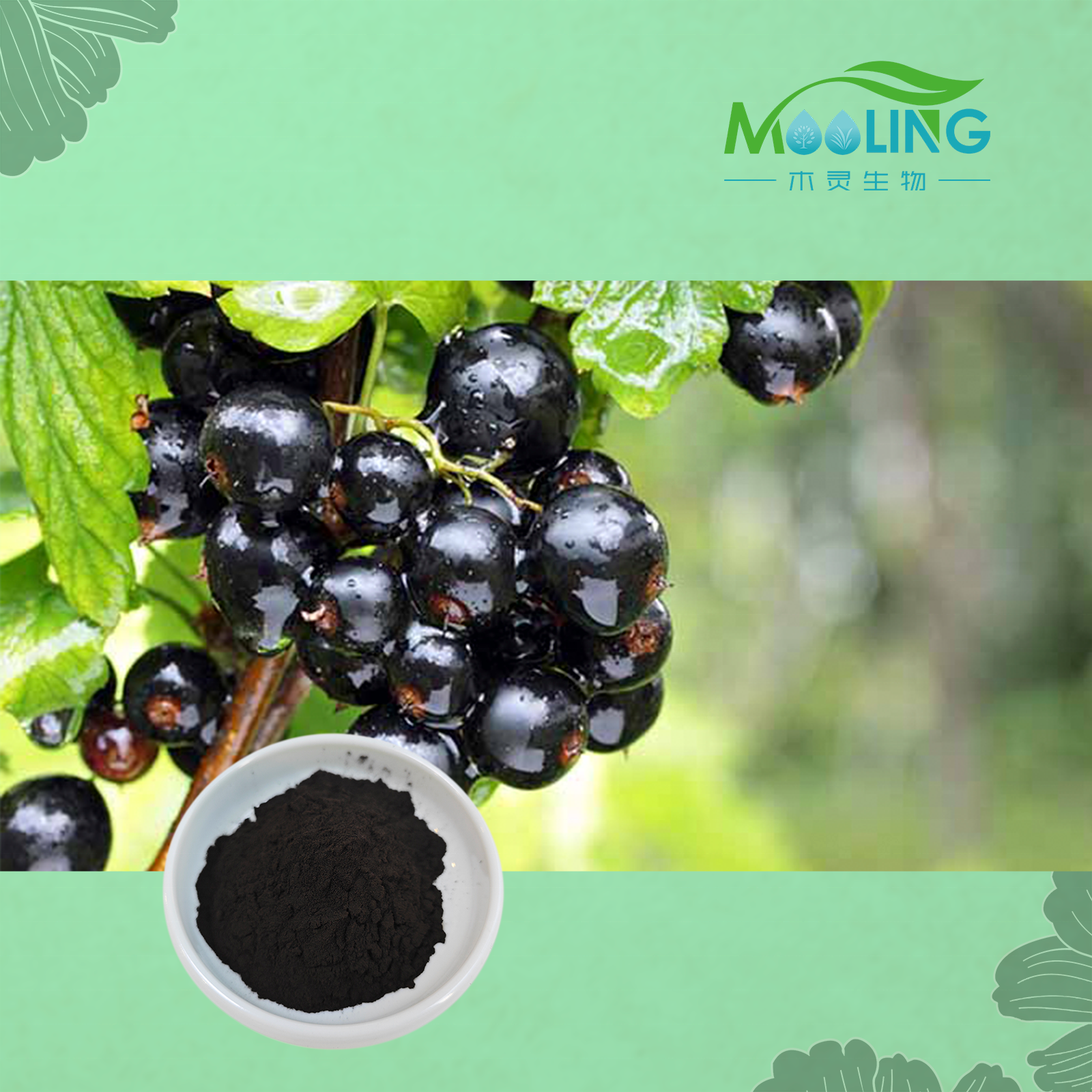 Best Price Natural Black Currant Extract Black Currant Powder