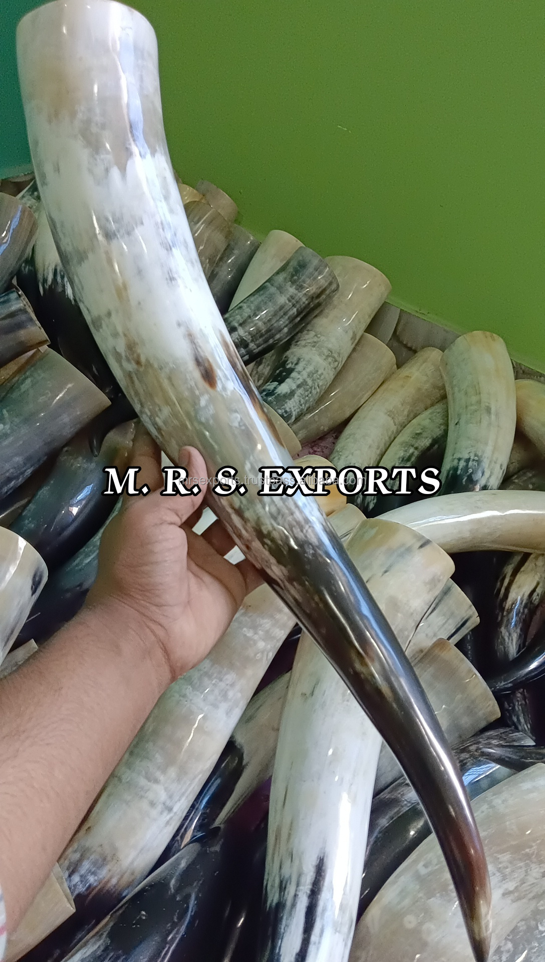 100% Natural Finished Cow Horns Viking Drinking Horns Food Safe For Drinking Use At Very Cheap Prices By M R S EXPORTS