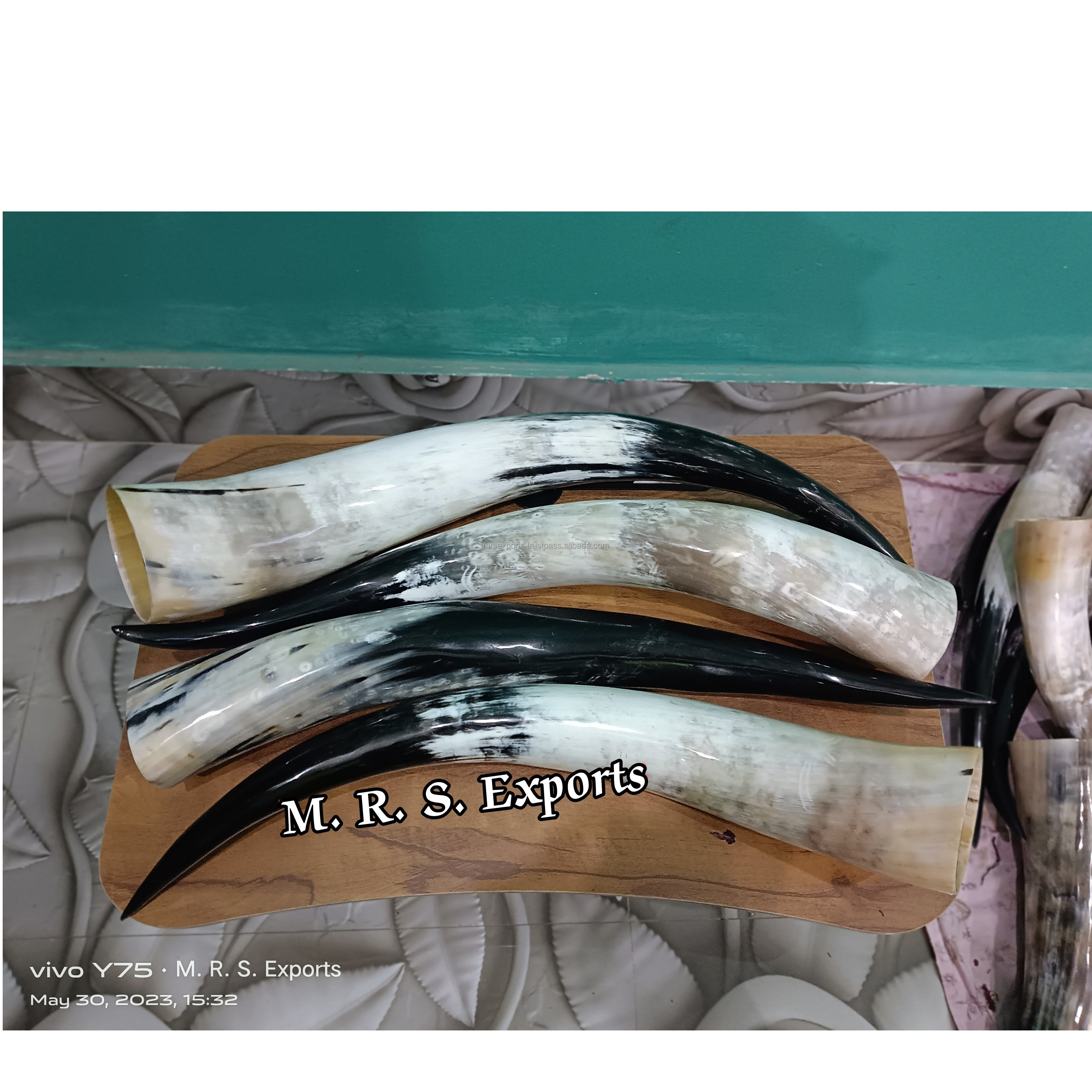 100% Natural Finished Cow Horns Viking Drinking Horns Food Safe For Drinking Use At Very Cheap Prices By M R S EXPORTS