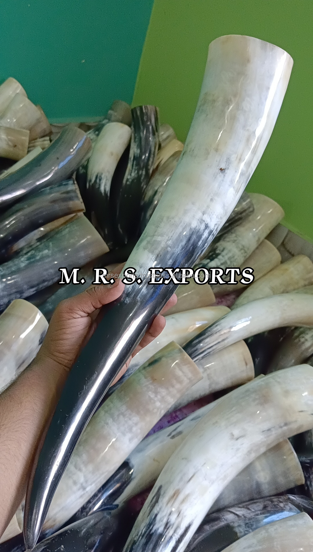 100% Natural Finished Cow Horns Viking Drinking Horns Food Safe For Drinking Use At Very Cheap Prices By M R S EXPORTS