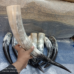 100% Natural Finished Cow Horns Viking Drinking Horns Food Safe For Drinking Use At Very Cheap Prices By M R S EXPORTS