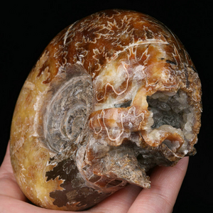 Wholesale Natural Conch 3.5" Ammonite Fossil Carved Crystal Skull Conch Fossil stone Crystal Skulls