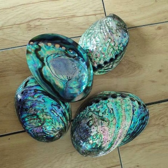 New Zealand Polished Raw Abalone Sea Shell for Sale