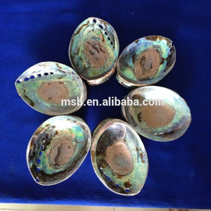 New Zealand Polished Raw Abalone Sea Shell for Sale