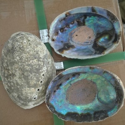 Big size raw material bulk dried abalone shell paua shell in low price