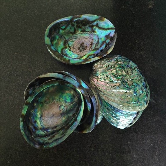 Polished new zealand abalone paua shells wholesale