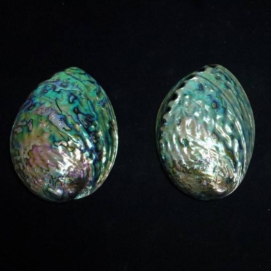 Polished new zealand abalone paua shells wholesale