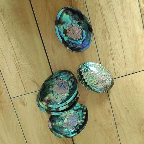 New Zealand Polished Raw Abalone Sea Shell for Sale