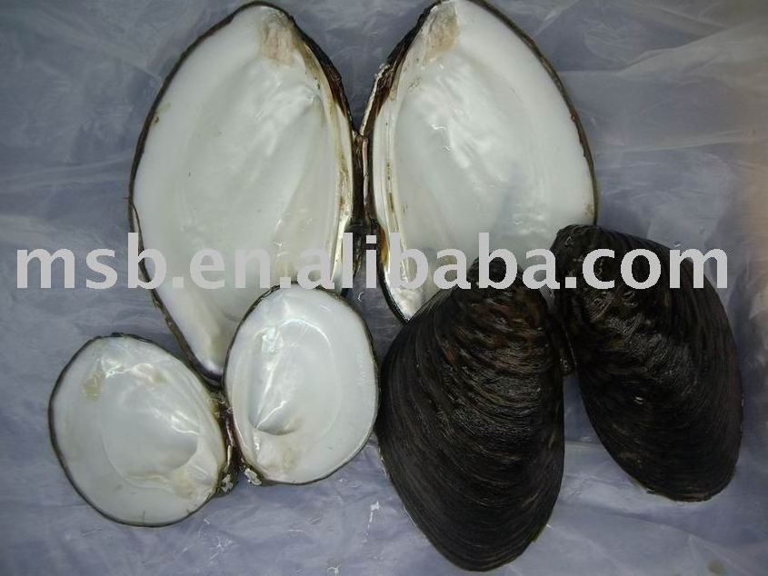 raw chinese freshwater mussel shell