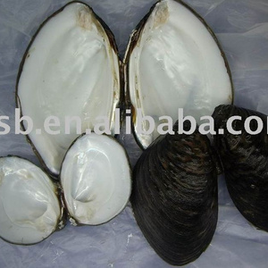 raw chinese freshwater mussel shell