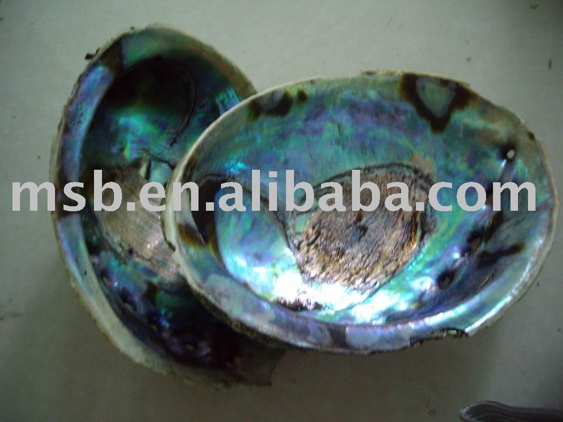 Promotion Raw A grade green abalone paua shell from New Zealand