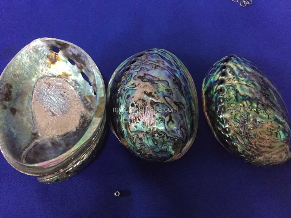 Polished Abalone Paua Shells For Sale