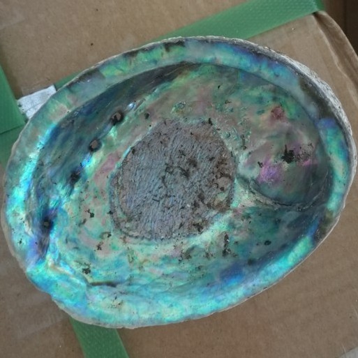 Big size raw material bulk dried abalone shell paua shell in low price