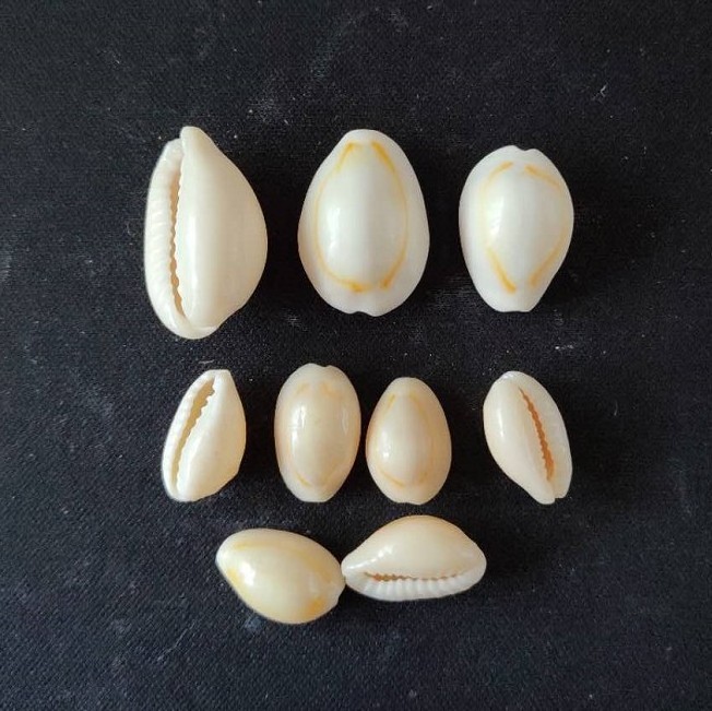 Factory wholesales small yellow cowry seashell in stock