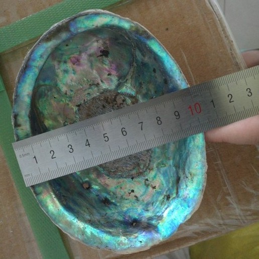 Good Quality raw material bulk abalone shell in stock paua shell low price