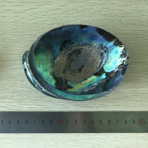 2018 best price new zealand paua shell polished in stock