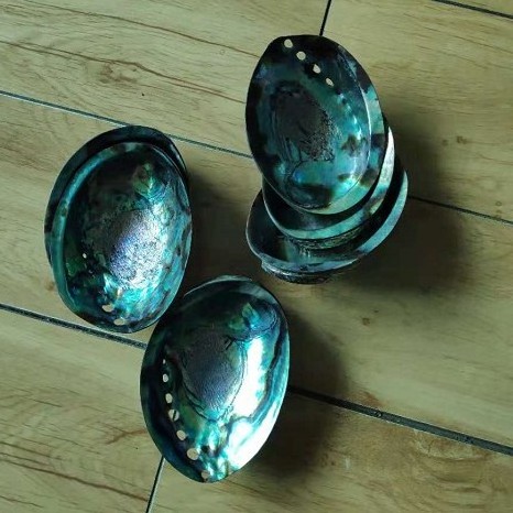 2018 best price New Zealand polished paua abalone shell in stock