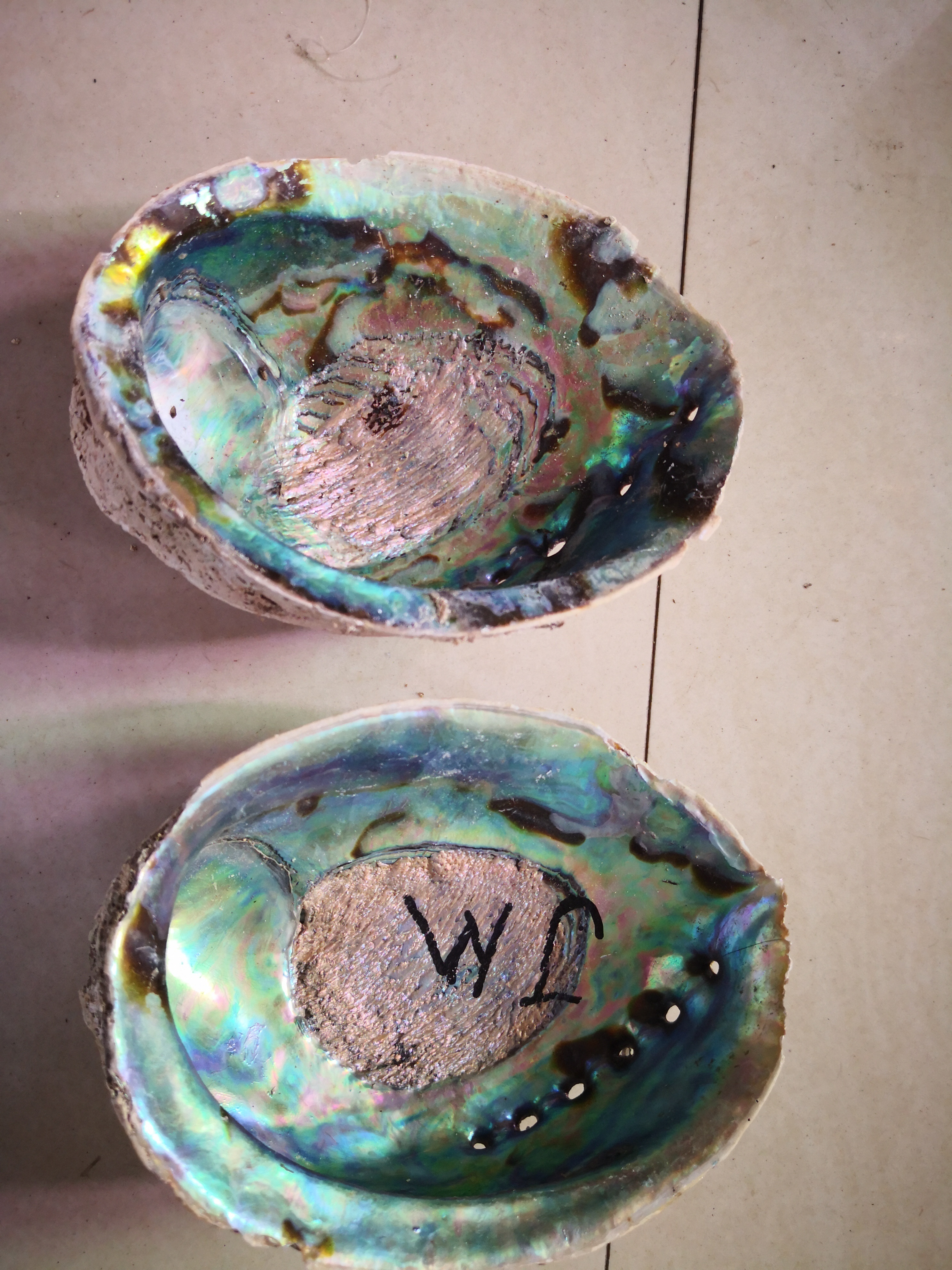 Promotion Raw A grade green abalone paua shell from New Zealand