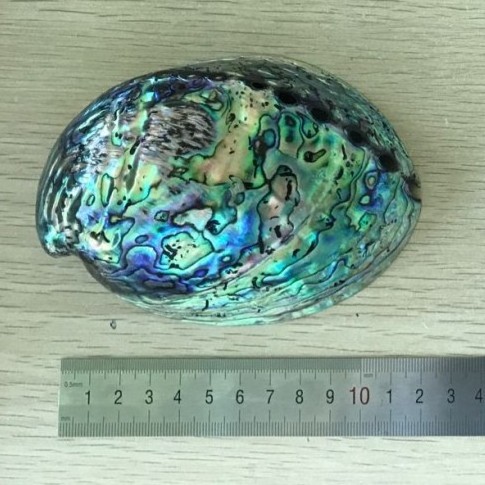 2018 best price new zealand paua shell polished in stock