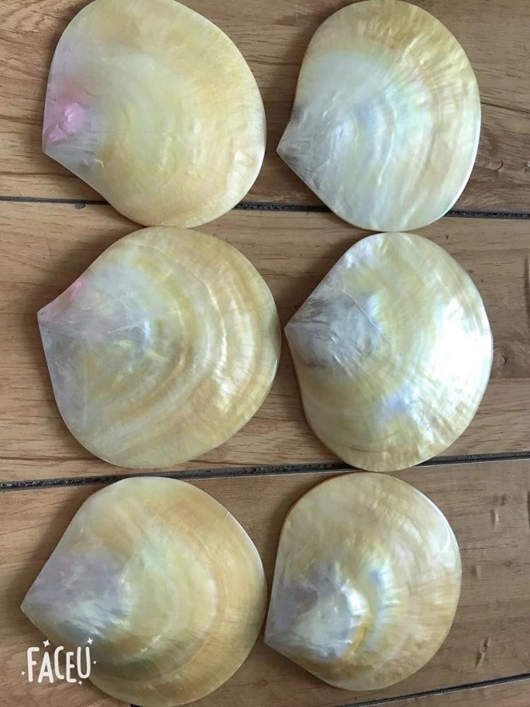 Natural Sea Shell Polished Yellow Lip Mother Of Pearl MOP Shell