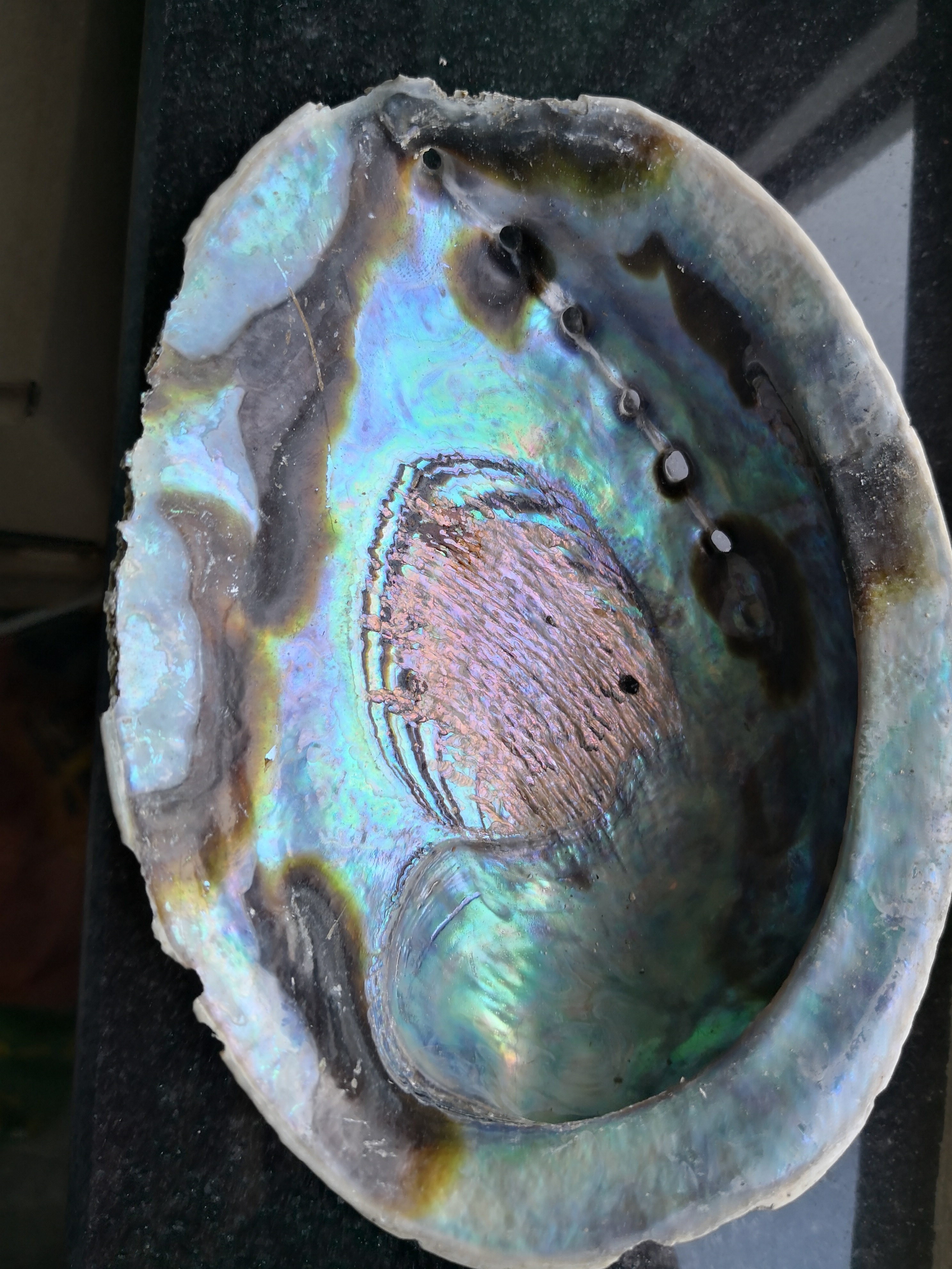 Promotion Raw A grade green abalone paua shell from New Zealand