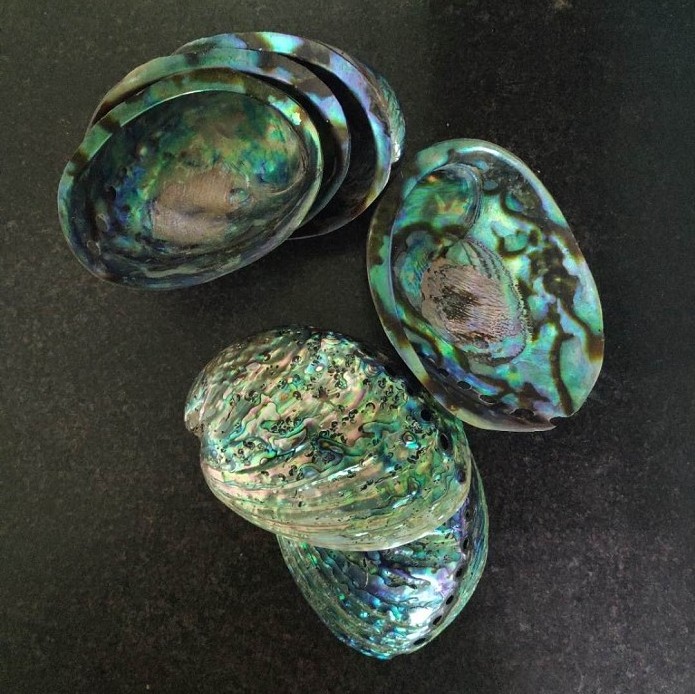 Polished new zealand abalone paua shells wholesale