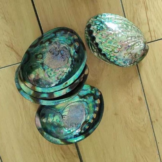 New Zealand Polished Raw Abalone Sea Shell for Sale