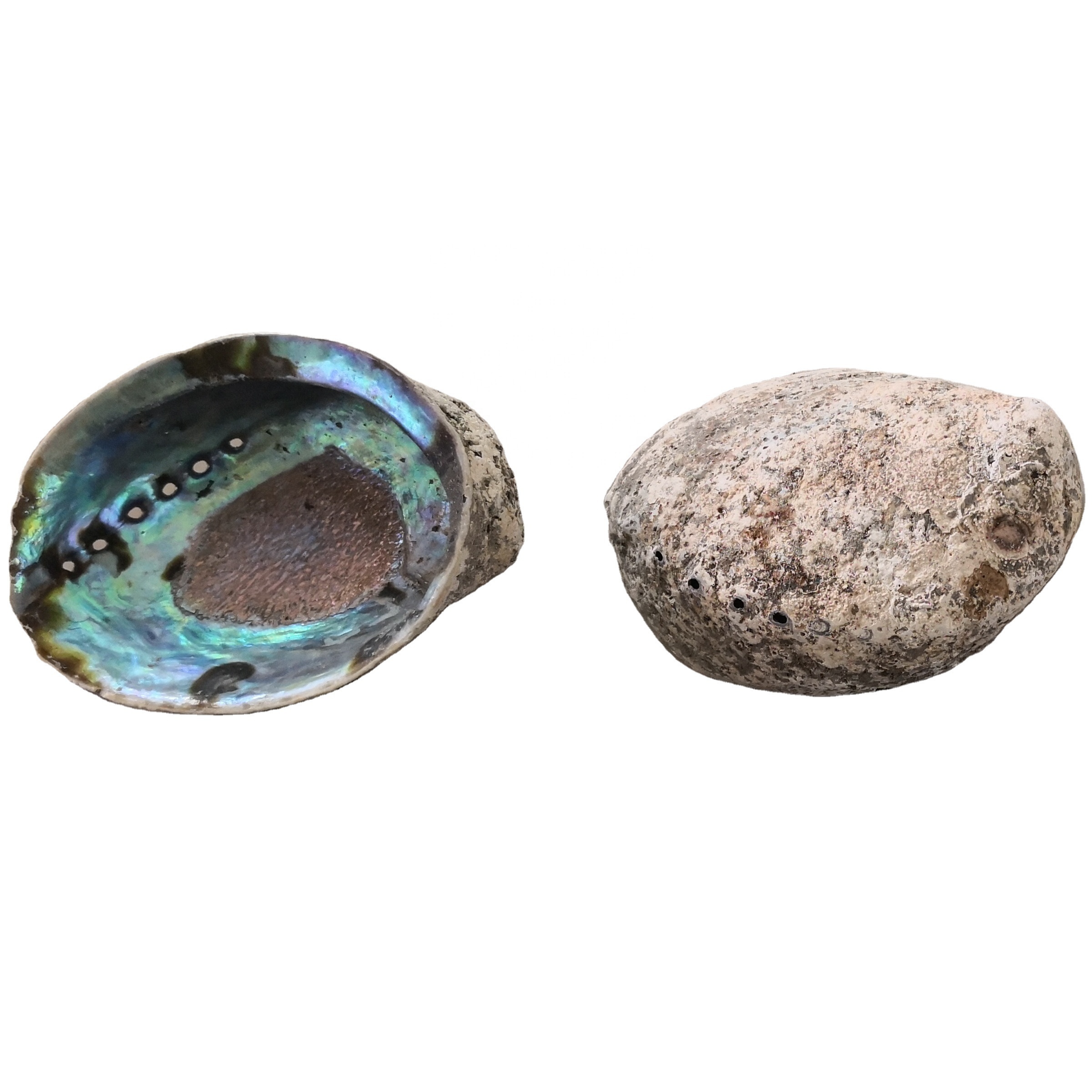 Promotion Raw A grade green abalone paua shell from New Zealand