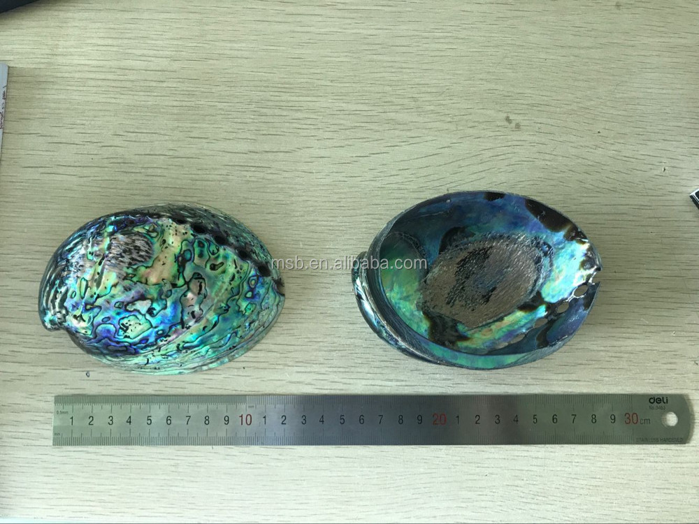 Polished Abalone Paua Shells For Sale