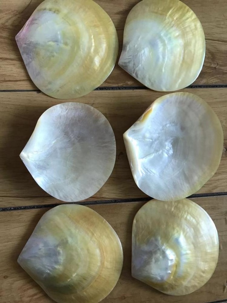 Factory Natural Sea Shell Polished Yellow Black Mother Of Pearl Shell Abalone shell