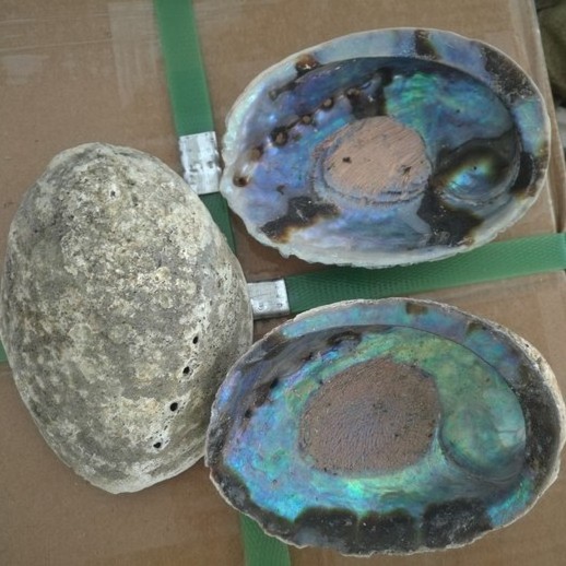 Good Quality raw material bulk abalone shell in stock paua shell low price