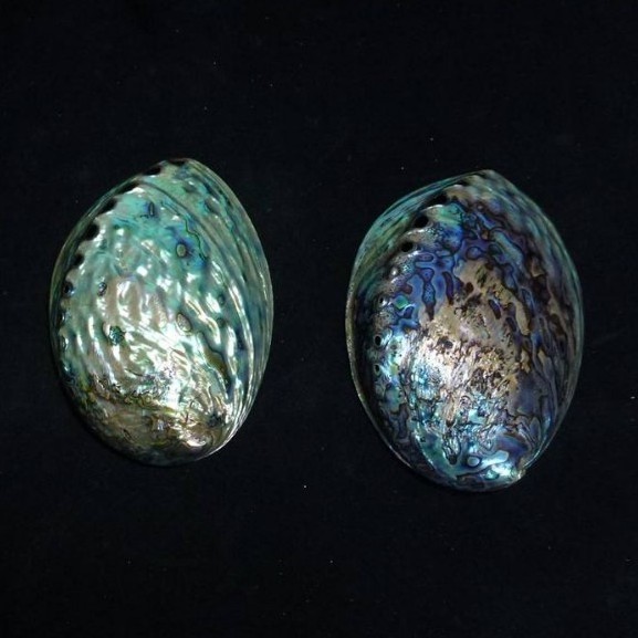 2018 best price new zealand paua shell polished in stock