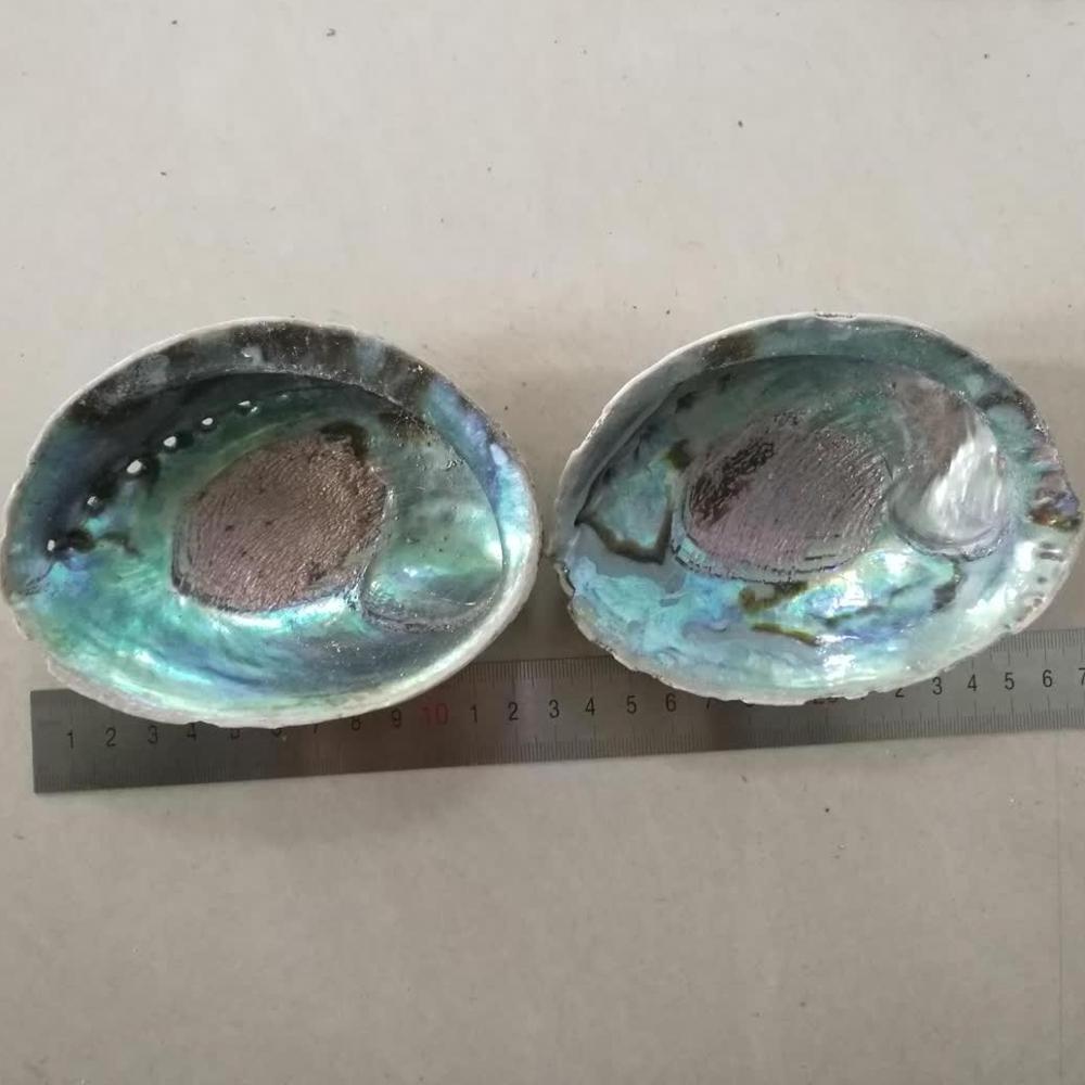 Polished Abalone Paua Shells For Sale