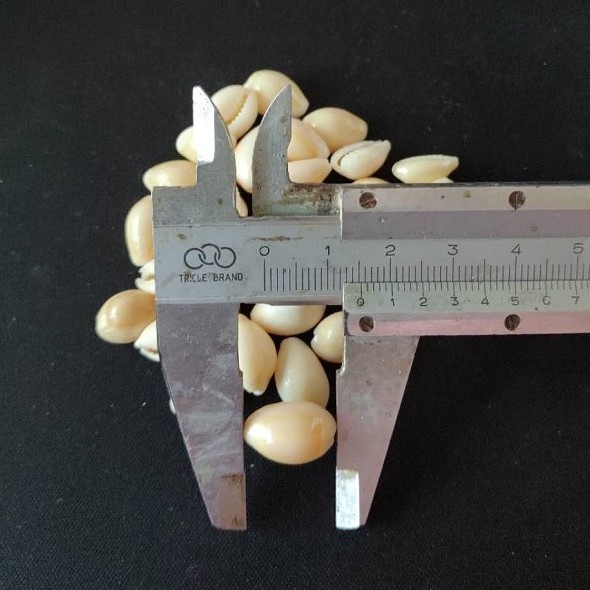 Factory wholesales small yellow cowry seashell in stock