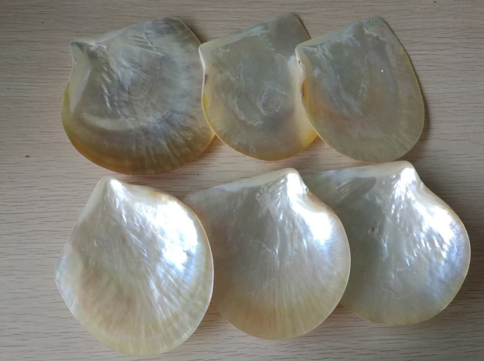 Natural Sea Shell Polished Yellow Lip Mother Of Pearl MOP Shell