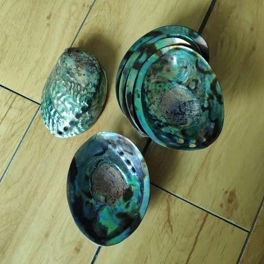 2018 best price New Zealand polished paua abalone shell in stock