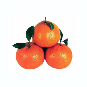 New Season Fresh Mandarin Oranges Kinnow for Sale mandarin orange bag pakistani mandarin orange