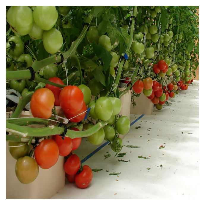 Agricultural Strawberry Tomato Multi-span Glass Greenhouse With Dutch Buckets Hydroponic System