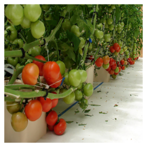 Agricultural Strawberry Tomato Multi-span Glass Greenhouse With Dutch Buckets Hydroponic System